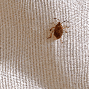 bed bugs in home