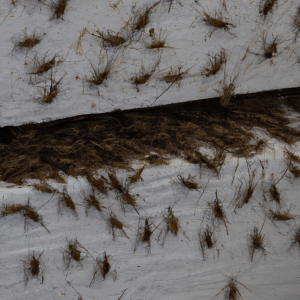 bed bugs