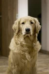 Hairy dog