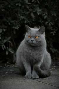 Hairy cat